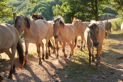 Elevage de chevaux Fjords ferme équestre daoudou najac