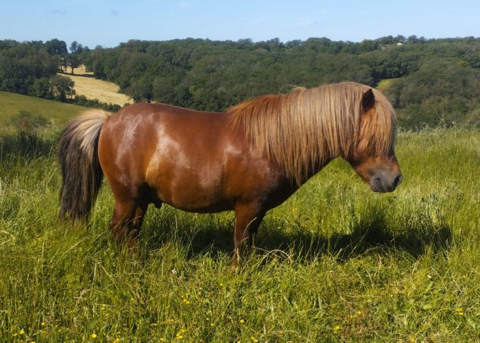 maquis étalon aleazan crins lavés