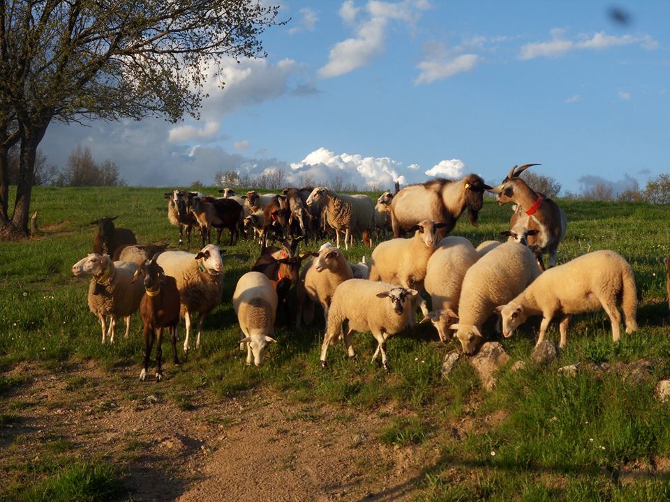 moutons et chèvres ferme équestre daoudou.fr