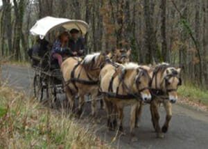présentation équitation - la calèche