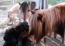 médiation animale médiation animale