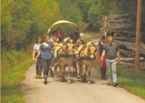 attelage à 4 ballade en calèche ferme équestre tarn tarn et garonne aveyron gorges de l'aveyron accès handicapés