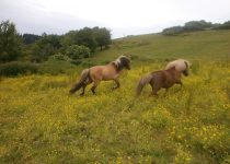 spirit et vanille poneys shetland spirit et vanille poneys shetland