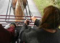 Attelage adaptée handicap