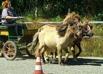 Éducation à l'attelage