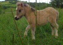 goyave de rhubarbe goyave de rhubarbe