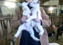 Pour la fabrication de fromages Bio Les chevrettes