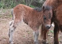 giroflée pouliche shetland giroflée pouliche shetland