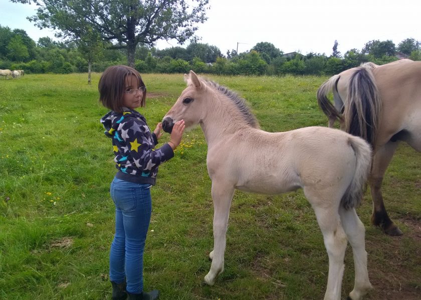 Elevage de chevaux Fjords et Konik Polski en Aveyron.