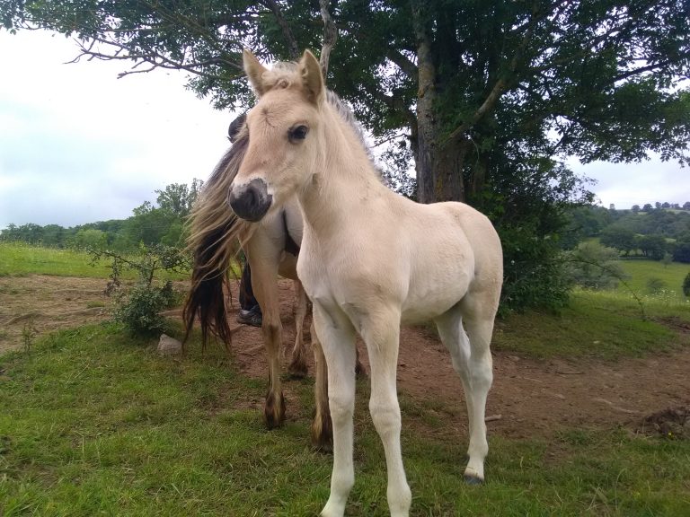 Elevage de chevaux Fjords et Konik Polski en Aveyron.