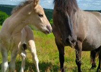 Naiade la maman Konik AVEYRON VENTE DE POULAINS KONIK ET FJORDS