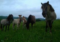 Photo de groupe des Konik